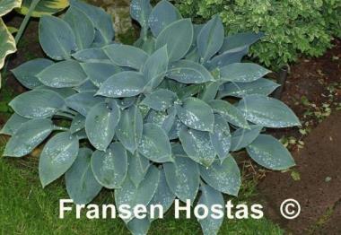 Hosta Halcyon