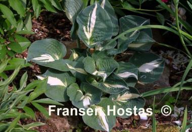 Hosta Half and Half