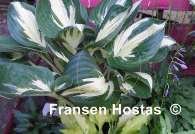 Hosta Half and Half