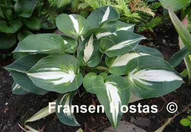 Hosta Half and Half