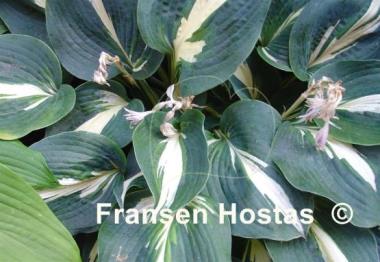 Hosta Half and Half