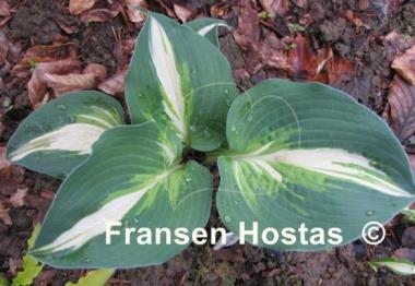 Hosta Half and Half