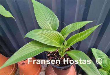 Hosta Hammurabi 