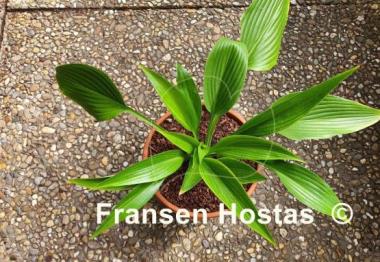 Hosta Hammurabi