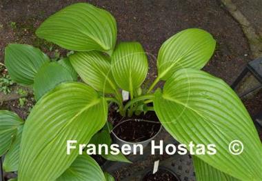 Hosta Hammurabi