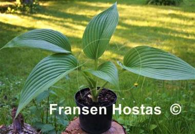 Hosta Hammurabi