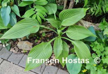Hosta Hammurabi