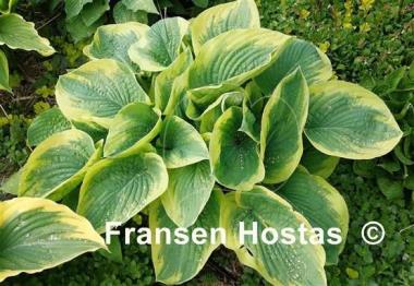 Hosta Hampshire County