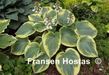 Hosta Hampshire County