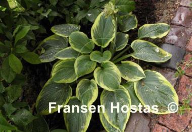 Hosta Hampshire County