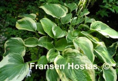 Hosta Hampshire County