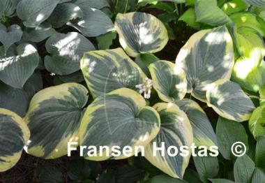 Hosta Hampshire County