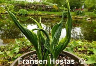 Hosta Hands Up