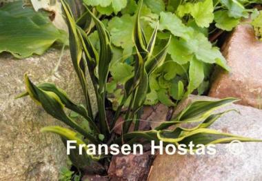 Hosta Hands Up
