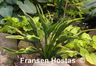 Hosta Hands Up