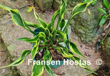Hosta Hands Up
