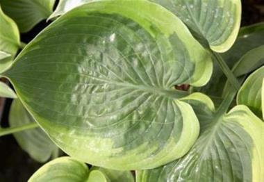 Hosta Handy Hatfield