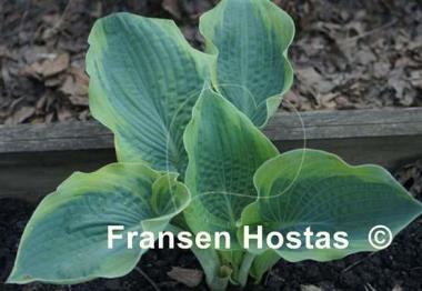 Hosta Handy Hatfield