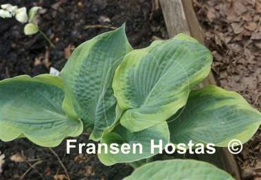 Hosta Handy Hatfield