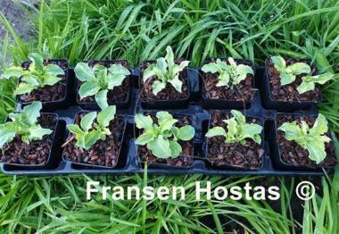 Hosta Hanjas Crazy Mouse