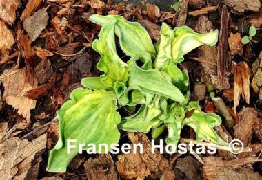 Hosta Hanjas Crazy Mouse