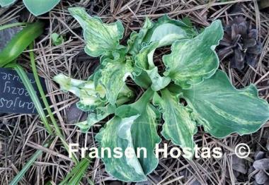 Hosta Hanjas Crazy Mouse