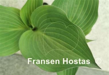 Hosta Hanjas Red Edge
