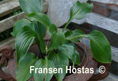 Hosta Hanjas Red Edge
