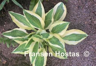 Hosta Hanky Panky