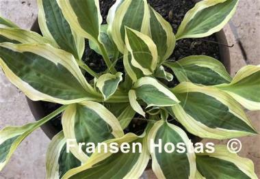 Hosta Hanky Panky