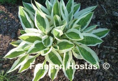 Hosta Hanky Panky