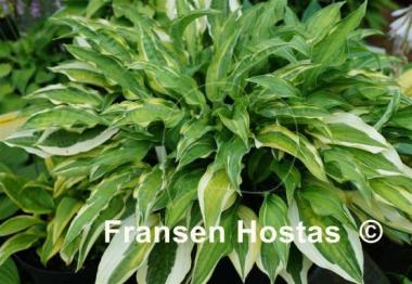 Hosta Hanky Panky