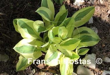 Hosta Hanky Panky