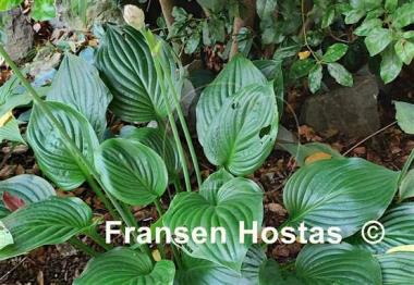 Hosta Hans Solo