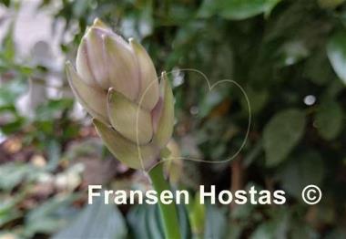 Hosta Hans Solo