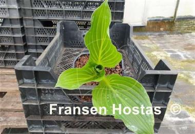 Hosta Hans Solo