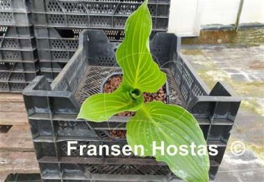 Hosta Hans Solo