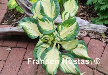 Hosta Hans