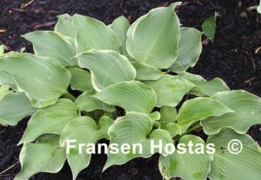 Hosta Happily Ever After