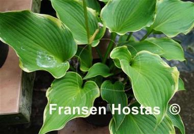 Hosta Happily Ever After