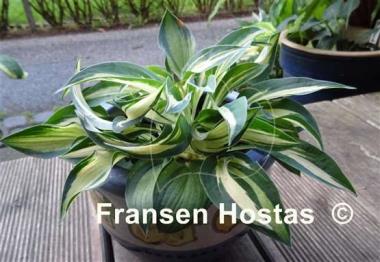 Hosta Happy Accident