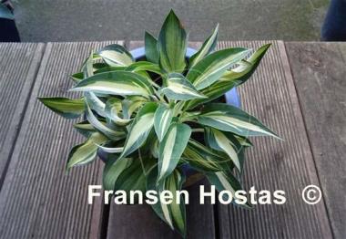 Hosta Happy Accident