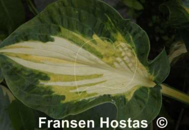 Hosta Happy Dayz