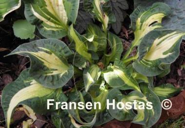 Hosta Happy Dayz