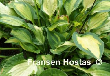 Hosta Happy Dayz