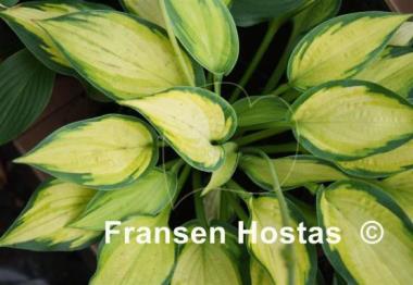 Hosta Happy Dayz