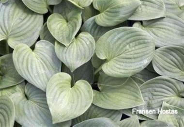 Hosta Happy Hearts