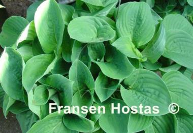 Hosta Happy Hearts