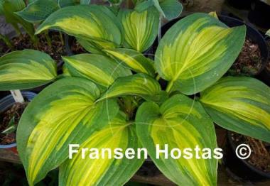 Hosta Happy Hour