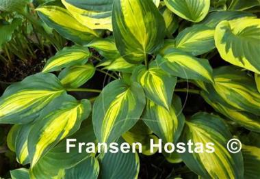 Hosta Happy Hour